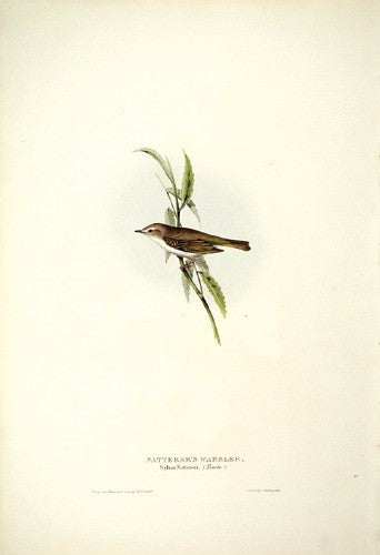Natterer's Warbler