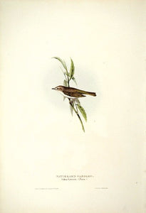 Natterer's Warbler