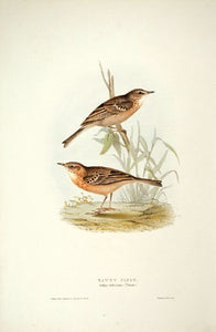 Tawny Pipit