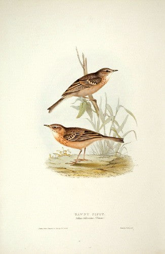 Tawny Pipit