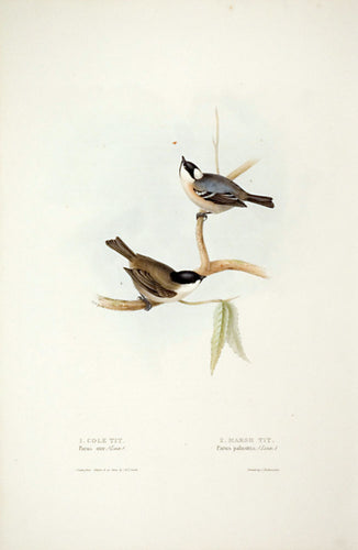 Cole Tit and Marsh Tit [Coal Tit