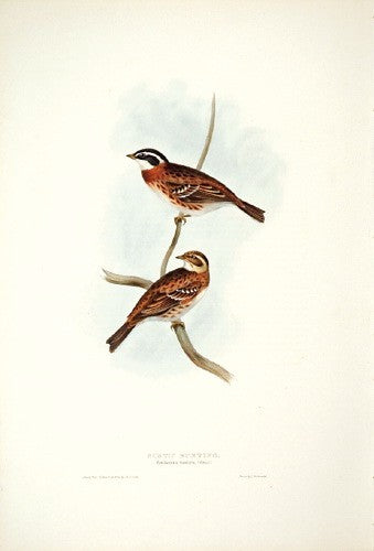 Rustic Bunting