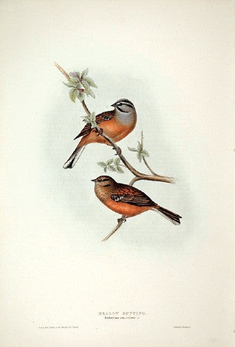 Meadow Bunting