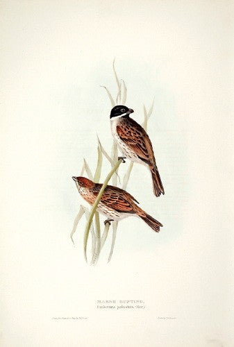 Marsh Bunting