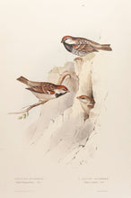 Load image into Gallery viewer, Spanish Sparrow and Alpine Sparrow