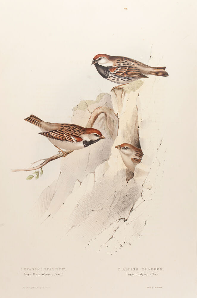 Spanish Sparrow and Alpine Sparrow