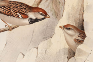 Spanish Sparrow and Alpine Sparrow