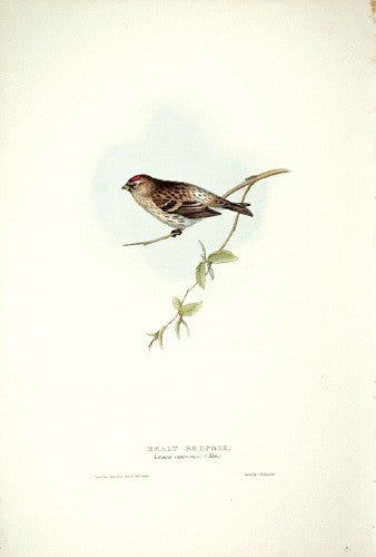 Mealy Redpole
