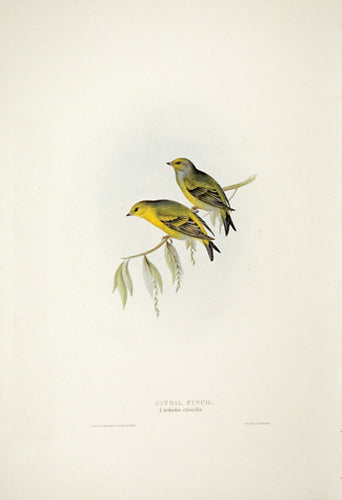 Citril Finch