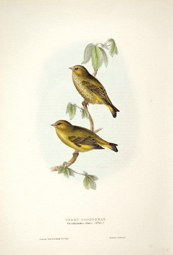 Green Grosbeak