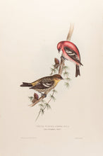 Load image into Gallery viewer, White-winged Crossbill