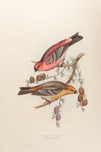 Load image into Gallery viewer, Pine Grosbeak