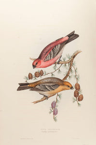 Pine Grosbeak