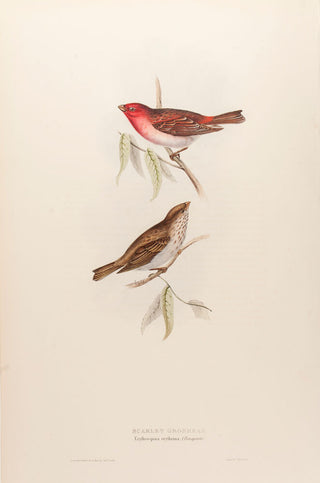 Scarlet Grosbeak