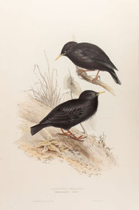 Sardinian Starling