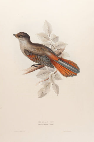 Siberian Jay