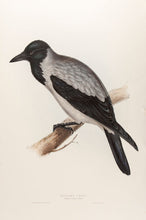 Load image into Gallery viewer, Hooded Crow