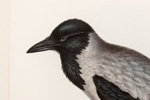 Hooded Crow