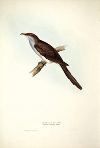 American Cuckoo
