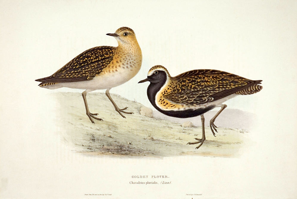 Golden Plover