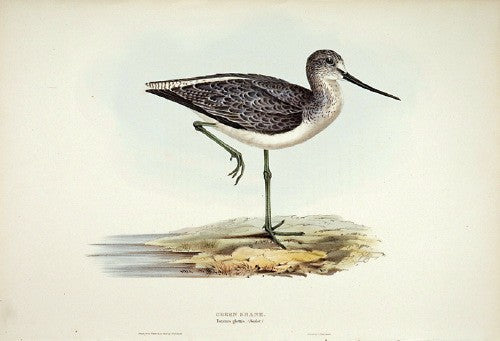 Greenshank