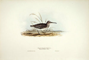 Broad-billed Tringa