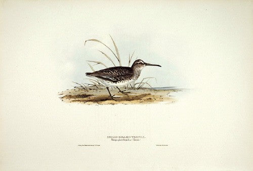 Broad-billed Tringa