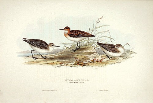 Little Sandpiper
