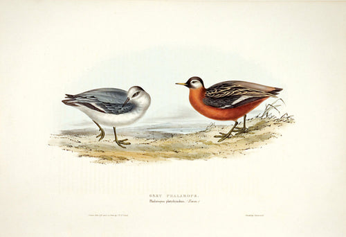 Grey Phalarope
