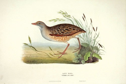 Land Rail