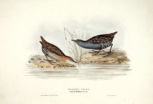 Baillon's Crake