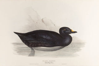 Black Scoter