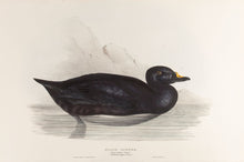 Load image into Gallery viewer, Black Scoter