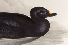 Load image into Gallery viewer, Black Scoter