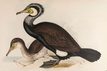 Load image into Gallery viewer, Common Cormorant