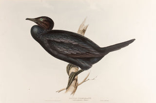 Little Cormorant