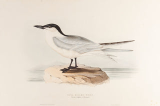 Gull-billed Tern