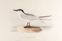 Load image into Gallery viewer, Gull-billed Tern