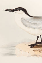 Load image into Gallery viewer, Gull-billed Tern