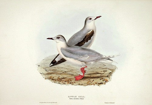 Little Gull