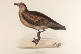 Skua Gull
