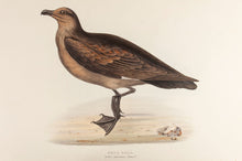 Load image into Gallery viewer, Skua Gull