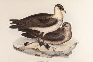 Pomarine Gull
