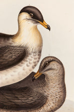 Load image into Gallery viewer, Pomarine Gull