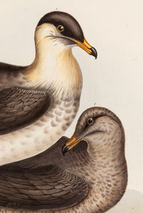 Pomarine Gull