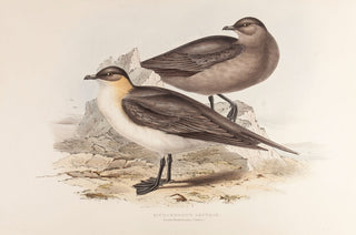 Richardson's Lestris