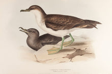 Load image into Gallery viewer, Cinereous Shearwater