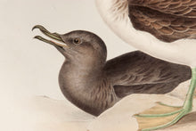 Load image into Gallery viewer, Cinereous Shearwater