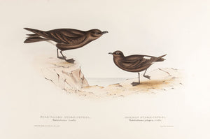 Fork-tailed Storm Petrel and Common Storm Petrel