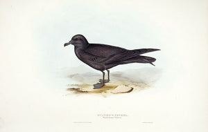 Bulwer's Petrel